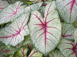 Caladium Fancy Leaf Florida Sunrise
